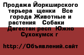 Продажа Йоркширского терьера, щенки - Все города Животные и растения » Собаки   . Дагестан респ.,Южно-Сухокумск г.